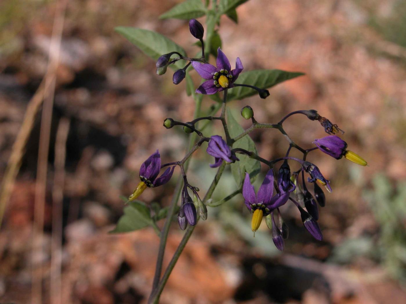 Nightshade, Woody flower